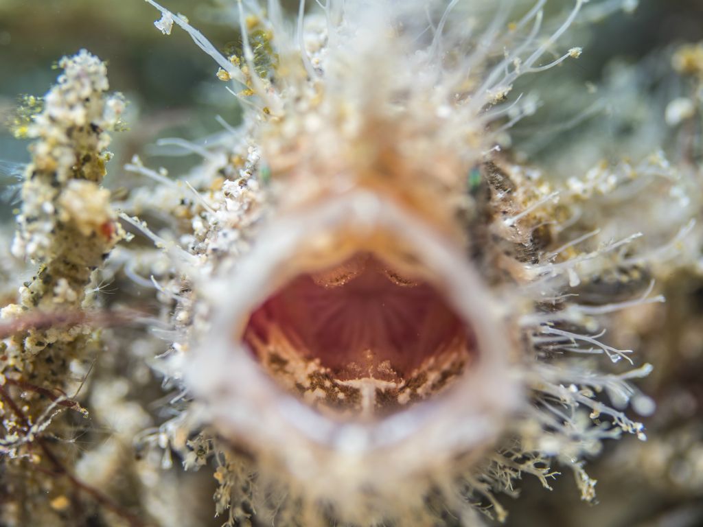 Hairy frogfish